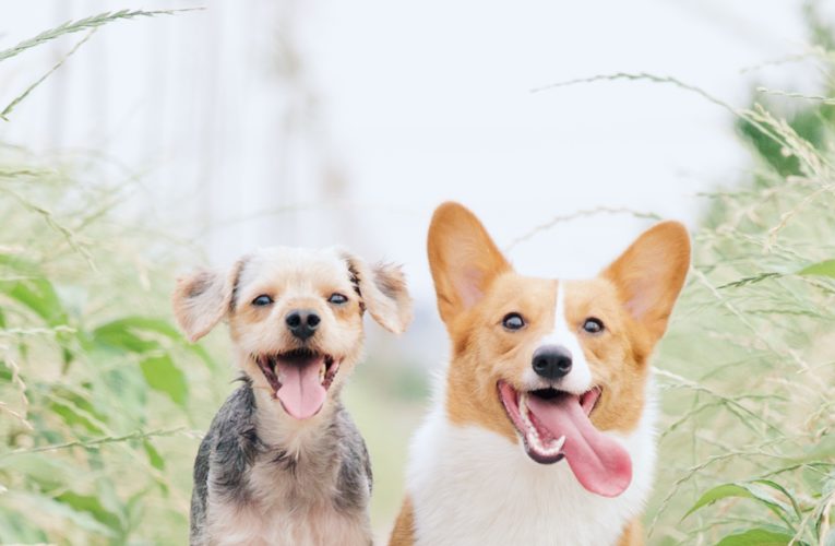 Preventing Home Dog Fights in Singapore